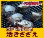 瀬戸内産　天然さざえ2ｋセット【送料無料】