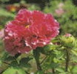 【牡丹】花王（カオウ）・・・赤色系牡丹。牡丹生産量全国一である島根県松江市八束町にある牡丹生産農家が丹精をこめて栽培し、販売しております。