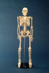 骨格模型85ｃｍ