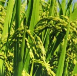 ＥＭミネラル自然農法の玄米１０ｋｇ