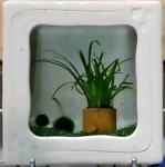 陶器◯□水槽セット 水草・マリモセット