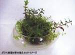 Happy Plants ガラス容器セット－B