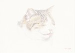 猫･満足顔２（ポストカードマット紙）