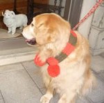 犬用手編みマフラー（クリスマス）-Lサイズ 【Scubed】