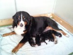 バーニーズの子犬６頭が生まれました！！