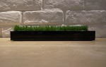 緑(グリーン)の芝(植物)のグリーントレイ”midori-PC”
