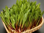 北海道の山菜 天然・新鮮　行者にんにく 500g