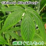 甜茶〔テンチャ〕　５０ｇ