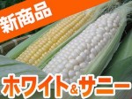 【送料無料】 帯広産 朝もぎ サニーショコラ ＆ ピュアホワイト