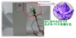 水で色づく花　“エルフィ 薔薇”