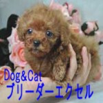 ティーカッププードルのかわいい子犬多数産まれております