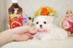 マルチーズの子犬産まれてます。マルチーズブリーダー。