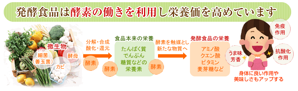 発酵食品は酵素の働きを利用し栄養価を高めています