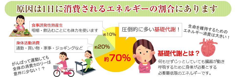 原因は1日に消費されるエネルギーの割合にあります